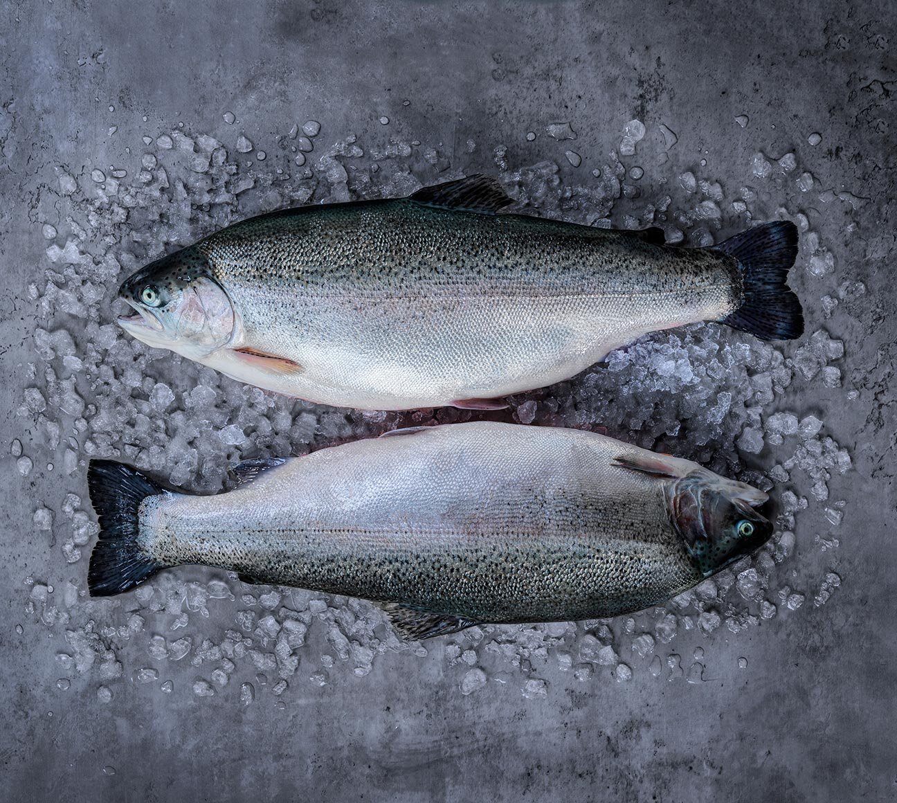 Norwegian fjord trout on grey background