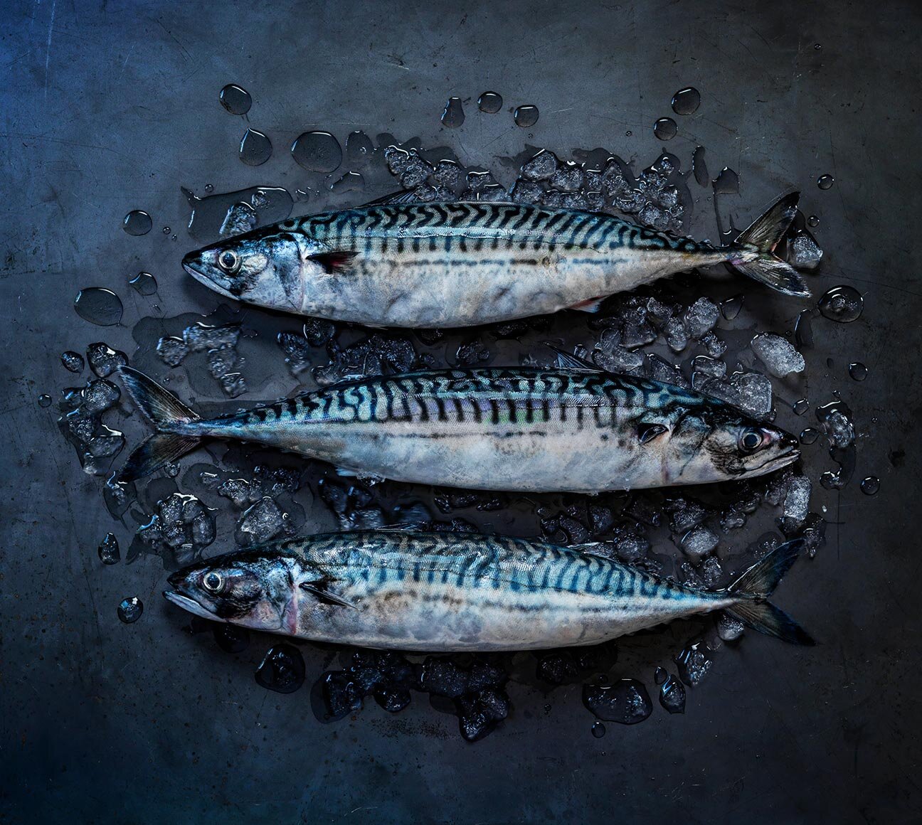 whole Norwegian mackerel on ice