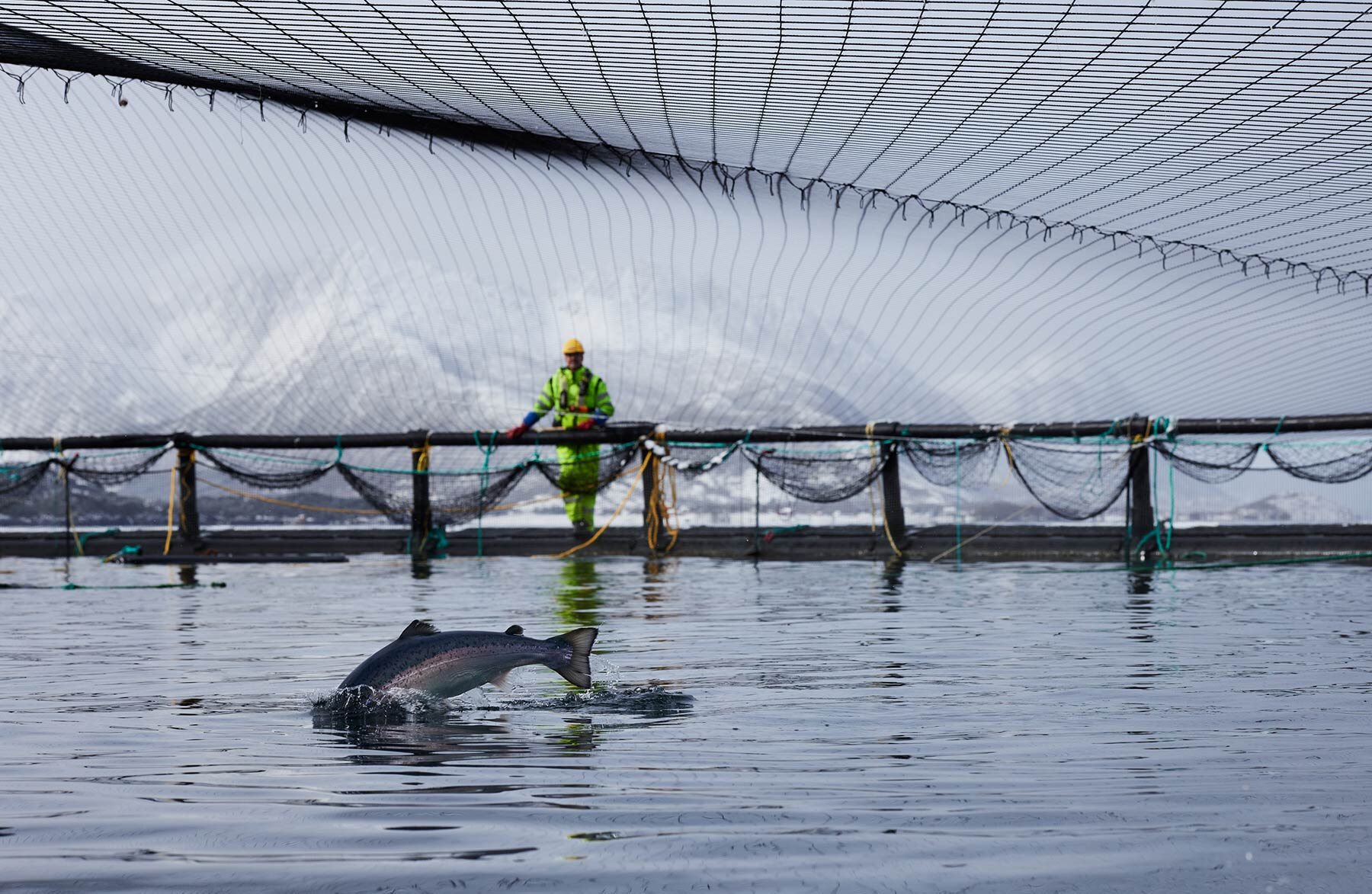 Salmon jumping in a sea pen